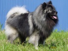 Nmeck pic vl / Keeshond - tata s PP