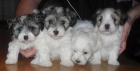 Coton de Tulear