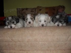 Coton de Tulear