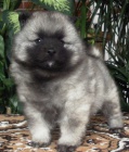 Nmeck pic vl / keeshond pikov tata s PP