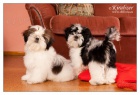 SHIHTZU ttka (shi tzu, si cu, i-tzu)