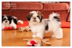 SHIHTZU ttka (shi tzu, si cu, i-tzu)