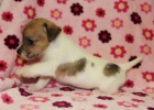 jack russell terir