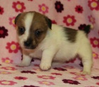 jack russell terir