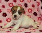 jack russell terir