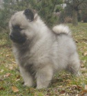 Vl pic / keeshond tata s PP 