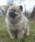 Vl pic / keeshond tata s PP 