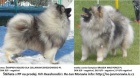 Vl pic / keeshond tata s PP 