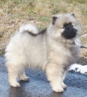 Nmeck pic vl / keeshond krsn tata s PP