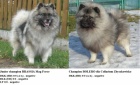 Vl pic / keeshond krsn tata s PP