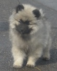 Vl pic / keeshond krsn tata s PP