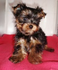 yorkshire terrier s PP 