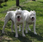 Argentinsk doga - Dogo Argentino tntka