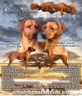 Rhodesian Ridgeback - vymazlen ttka