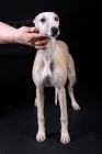 Vipet - whippet - mal anglick chrt -