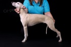 Vipet - whippet - mal anglick chrt -