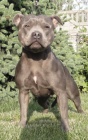 Staffordshire Bull Terrier blue/modre