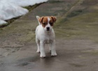 jack russell terir