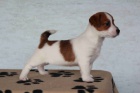 jack russell terir