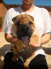 ARPEJ, Shar-pei