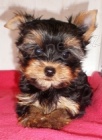 yorkshire terrier s PP 