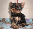 yorkshire terrier s PP 