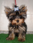 yorkshire terrier s PP 