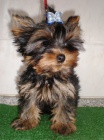 yorkshire terrier s PP 