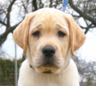 Labrador retriever s PP