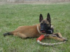 Belgick ovk malinois