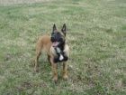 Belgick ovk malinois