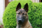 Belgick ovk Malinois 