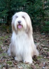 Zadme tata Bearded Collie s PP