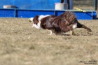 Kryt chovnm psem Border Collie