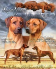 Rhodesian Ridgeback - vymazlen ttka