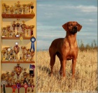 Rhodesian Ridgeback - vymazlen ttka