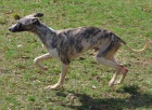 whippet , vipet