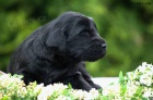 Flat Coated Retriever - ern a hnd tata s PP