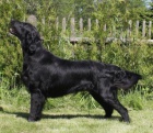 Flat Coated Retriever - ern a hnd tata s PP