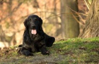 Flat Coated Retriever - ern a hnd tata s PP