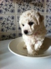 BIONEK-BICHON A POIL FRISE