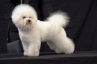 BIONEK-BICHON A POIL FRISE