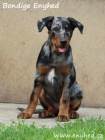 Beauceron - francouzsk ovk