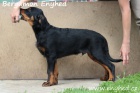 Beauceron - francouzsk ovk