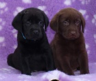 Labrador retriever s PP(ern a hnd-pejsci)