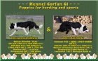 Fenka border collie na prci a sport, zahranin kryt