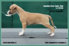 Posledn 2 krsn plav feneky whippet (vipet) s PP!!