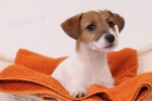 Jack Russell terir