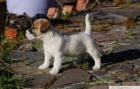 Jack Russell Terir - ttka s PP