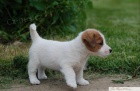 Jack Russell Terir - ttka s PP